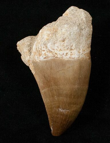 XL Mosasaur (Prognathodon) Tooth #16152